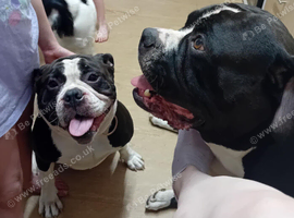 Alapaha bulldog in need of forever loving home