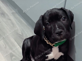 Cane corso puppy