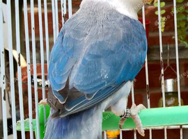 Lovebirds with gender / DNA certificate and sex linked mutations