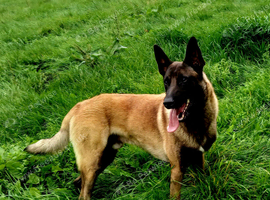 Belgian malinios ikc reg