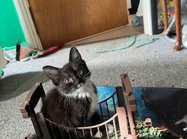 Cats looking for there forever home