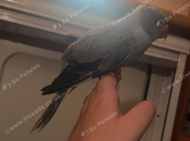 Baby Indian ring neck