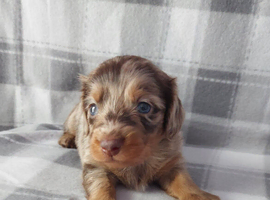 Gorgeous longhair dachsund puppies available
