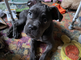 Cane corso female puppy