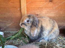 Female Mini lop for sale