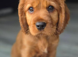 Beautiful Cockalier puppy's