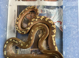 Phantom reticulated python female