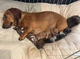 Miniature dachshund puppies