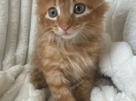 Cute ginger kitten