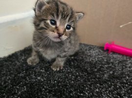 5 kittens for sale