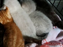 2 Beautiful grey and white kittens