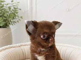 Apple head Chihuahua puppies long haired