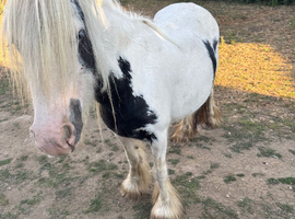 Anna cob mare in foal