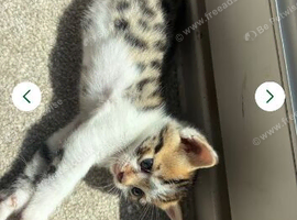 Beautiful mixed Bengal kittenREADY NOW!