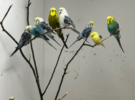 Budgies for sale &pound;20 each Liverpool