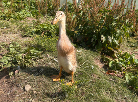Runner duck female