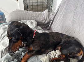 Dachshund