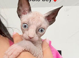 Last Sphynx baby boy from our litter