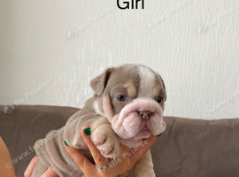 English bulldogs