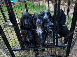 Stunning Cocker spaniel puppies