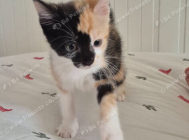 Kittens for sale