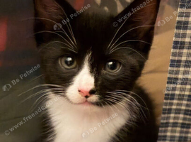 Kittens