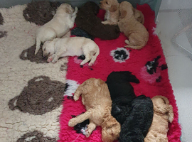 Standard poodle puppies kc registered