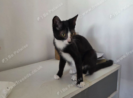 kitten needs a good home