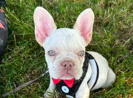 Two beautiful white Frenchies