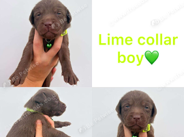 Chocolate/Yellow/Black KC Registered Labrador Retrievers