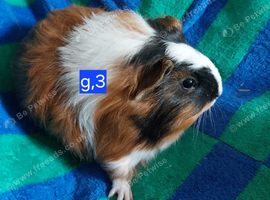 Guinea pigs for sale