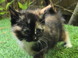 Sweet Litter of Fluffy Mixed Breed Kittens - Ready to Reserve:)