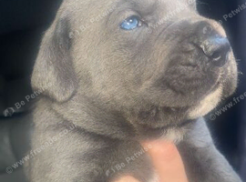 Cane corso puppies chunky