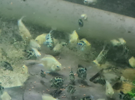 Polar parrot cichlids / convicts / platinum and blues