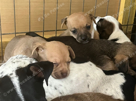 Jack x chi puppies!