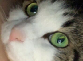 Male adult cat