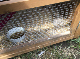 Six quail an run for sale