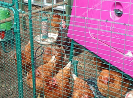 Chickens