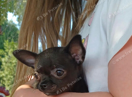 Tiny girl chihuahua