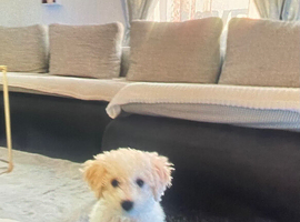 Bichon frise