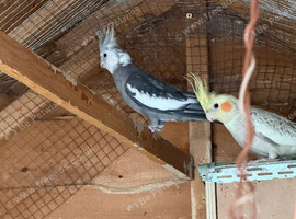cockatiels