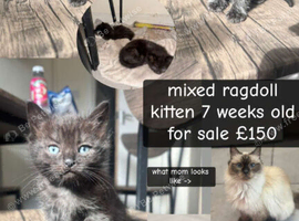 Ragdoll cross