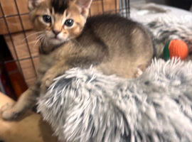 Male kittens