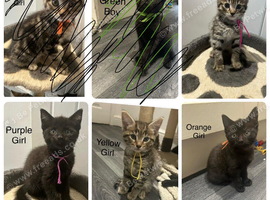 Main Coon / Bengal Mix 4 Girls