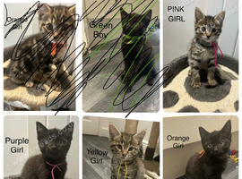 Main Coon / Bengal Mix 4 Girls