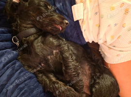 Doxiepoo