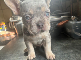 French Bulldog Puppy &ndash; Healthy, Playful, Ready Now