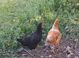 Hybrid chickens POL &times; 2