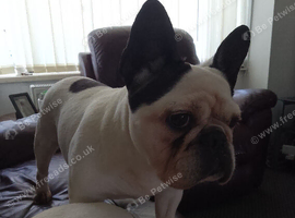 2 female frenchies mother and daughter