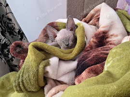 Sphynx to rehome